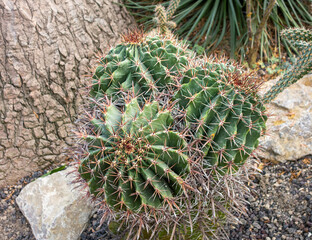 cactus closeup