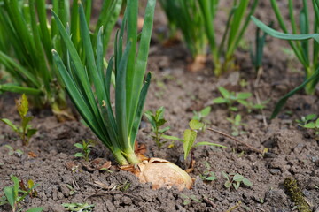 Close up of growing onion in garden. Blooming onion in ground. Concept of space for your text.