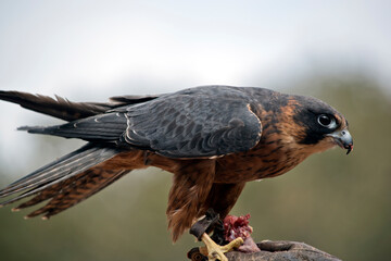 the  hobby falcon is a grey and cream bird with a black beak
