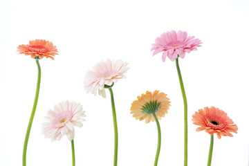 Multicoloured gerbera stems shot on a white background
