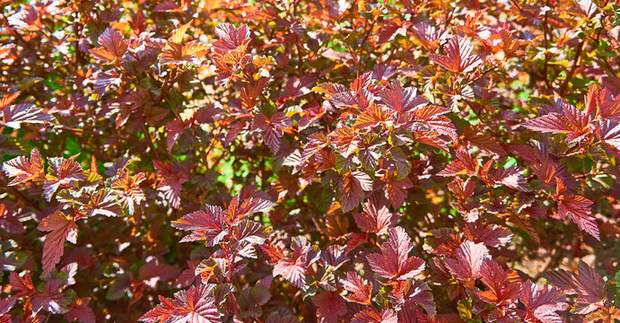 Natural background of red leaves of the common ninebark in the sun. Physocarpus opulifolius. Close-up. Texture. Wallpaper.   