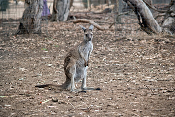 a joey western grey kangaroo is brown, grey and black