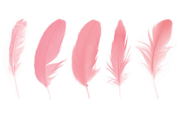 Beautiful collection light pink feather isolated on white background