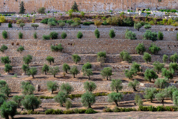 Background of ancient Terraces of the Kidron Valley with beautiful olive trees growing on them in...