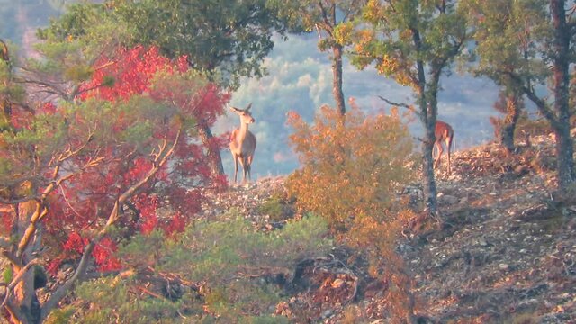 Hembra y cr&iacute;a de ciervo en oto&ntilde;o