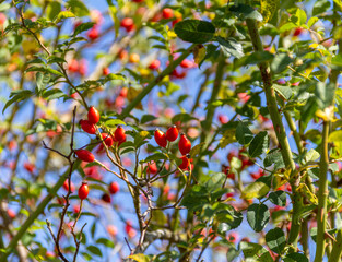 dog-rose fruits