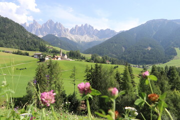 Alpine meadow with flowers and mountains, Santa magdalena dolomites, Dolomites, Alps, Italy alps