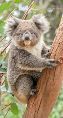 Fototapeta na wymiar the young koala is grey and rufous with fluffy ears