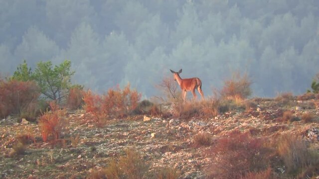 Cierva en &eacute;poca de berrea