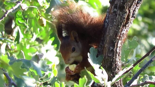 Ardilla comiendo bellotas