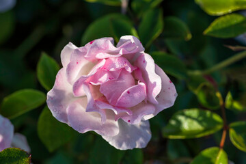 Fototapeta premium Top view of a blossoming pink and white rose flower with dew on petals close up