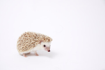 小さくてとてもかわいいハリネズミ