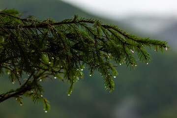 branches of a tree