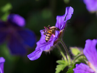 bee on a flower