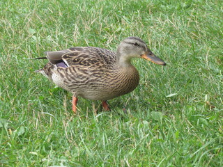 duck on the grass