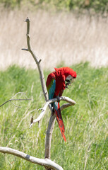 parrot sitting on a branch outside 