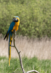parrot sitting on a branch outside 