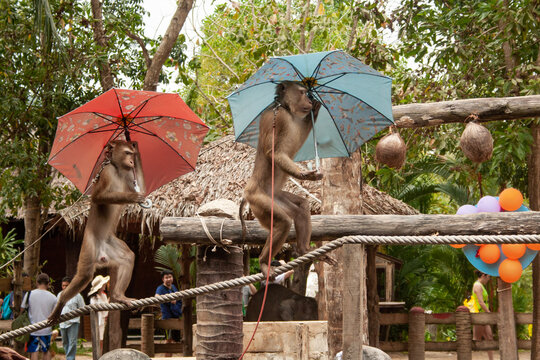 Two monkeys with red and blue umbrella on the ladder on the tourist show in Thailand