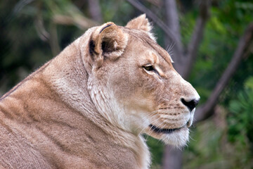 the llioness is a large cat