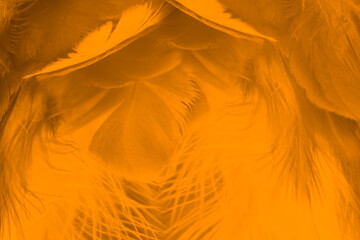 Beautiful orange colors tone feather texture background, trends color