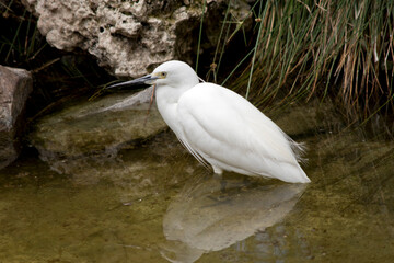 the little egret is standing in a pond