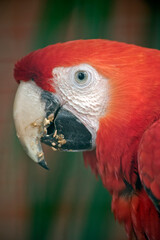 A portrait of a scarlet macaw
