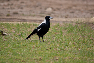 the magpie is looking for food in the grass