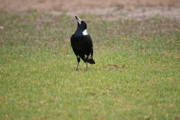 the magpie is looking for food in the grass