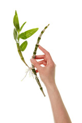 Dendrobium orchid sprout in a female hand close-up isolated on white
