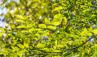 sunny green leaves