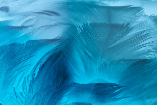 blue green feather texture background