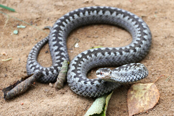 Grey viper or adder venomous snake in attacking or defencive pose rolled in knit on brown spring...