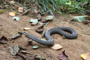 Grey viper or adder venomous snake in attacking or defencive pose rolled in knit on brown spring soil