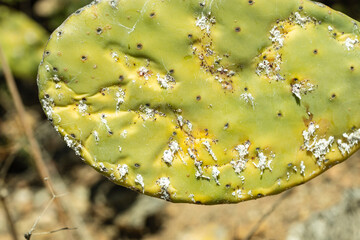 Closeup on dying Prickly cactus  (also named Cactus Pear, Nopal, higuera, palera, tuna, chumbera) infested with cochineal scale insects, Dactylopius coccus 