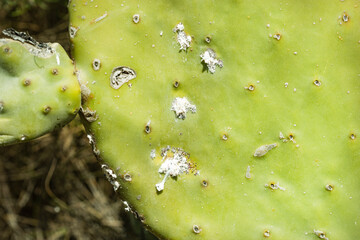Closeup on dying Prickly cactus  (also named Cactus Pear, Nopal, higuera, palera, tuna, chumbera) infested with cochineal scale insects, Dactylopius coccus