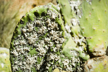 Closeup on dying Prickly cactus  (also named Cactus Pear, Nopal, higuera, palera, tuna, chumbera) infested with cochineal scale insects, Dactylopius coccus 