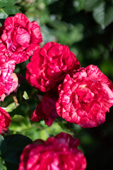 red roses in garden