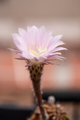 delicate pink cactus flower, only during one day
