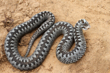 Grey viper or adder venomous snake in attacking or defencive pose rolled in knit on brown spring...