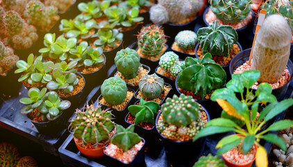 many kinds of cactus