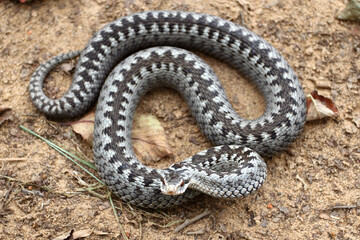 Grey viper or adder venomous snake in attacking or defencive pose rolled in knit on brown spring soil