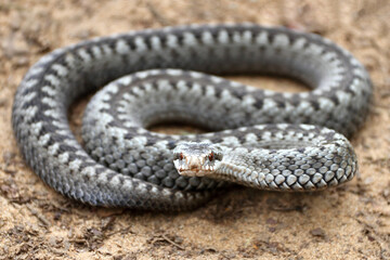 Grey viper or adder venomous snake in attacking or defencive pose rolled in knit on brown spring...