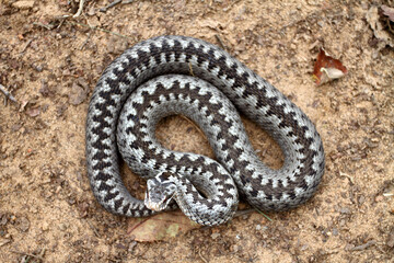 Grey viper or adder venomous snake in attacking or defencive pose rolled in knit on brown spring...