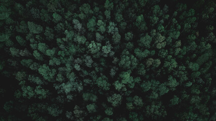 Patrón Natural.  © Matias