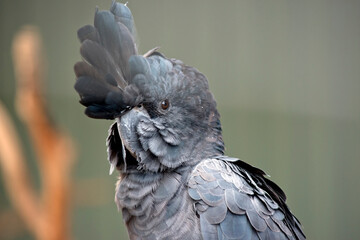 the red tailed black cockatoo has fluffed his feathers