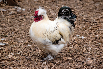 the rooster has a red comb and wattle