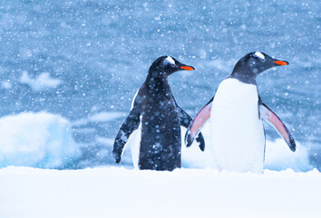 Gentoo penguin couple in Antarctica