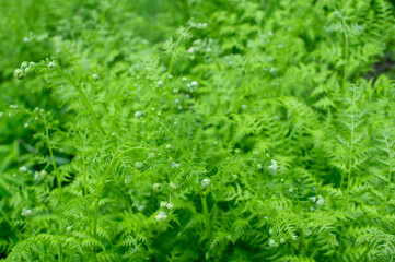 Twisted young fern leaves on a background of bright greenery. Natural background. Small depth of field