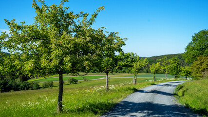 Weg mit Obstbäumen