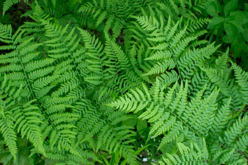 Fototapeta na wymiar Green ferns. Natural background. Small depth of field
